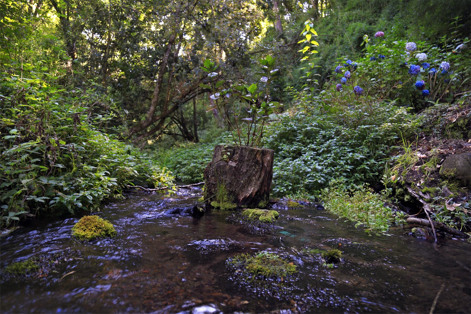 Foto Bosques de Loncotraro 4