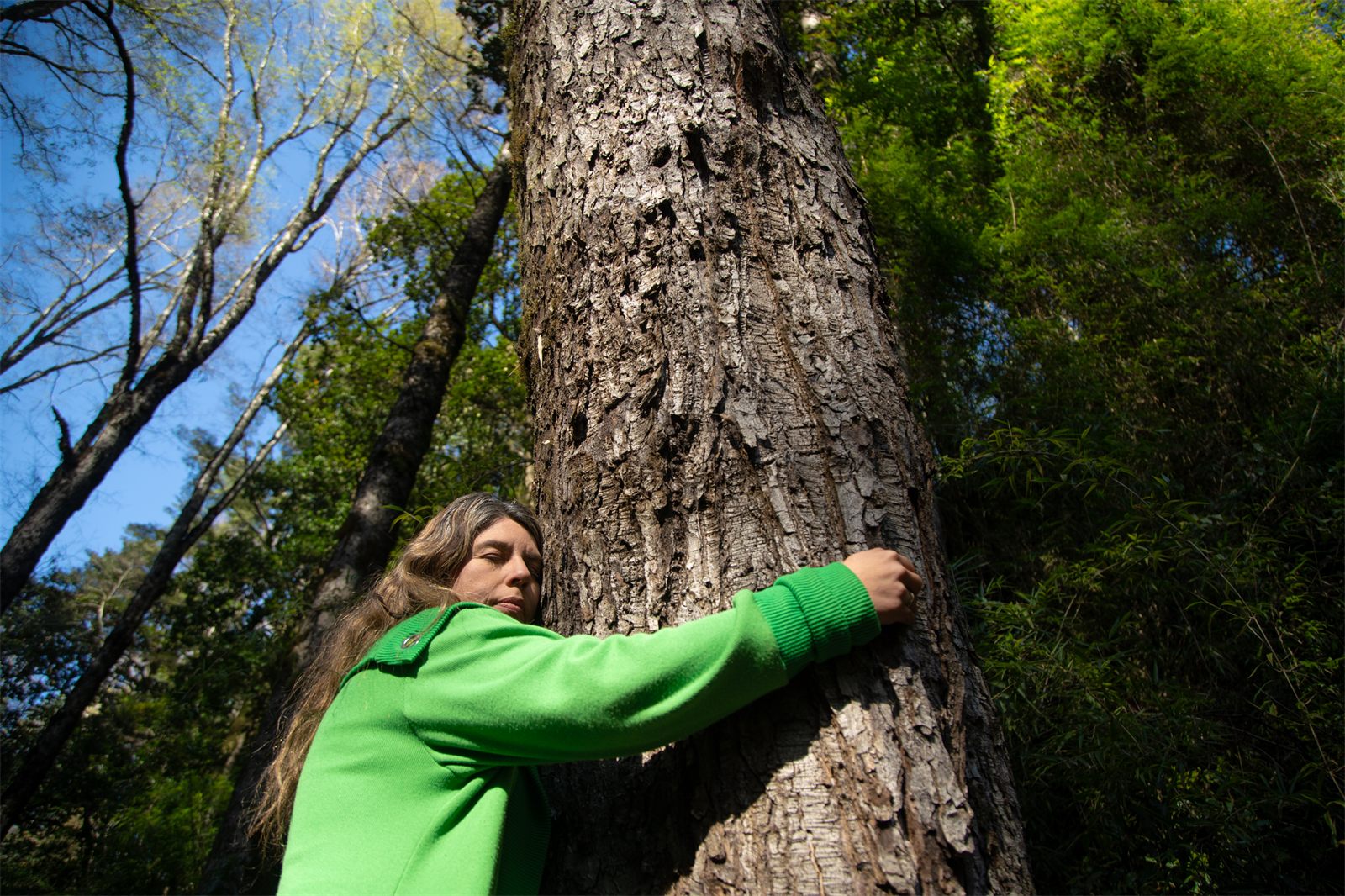 Foto Bosques de Loncotraro 5